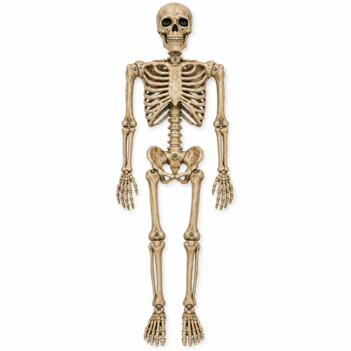 Halloween csontváz dekoráció 100 cm – mozgatható, antik csontszínű és fehér
