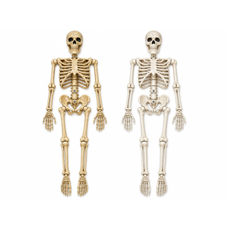 Halloween csontváz dekoráció 100 cm – mozgatható, antik csontszínű és fehér Halloween csontváz dekoráció 100 cm – mozgatható, antik csontszínű és fehér